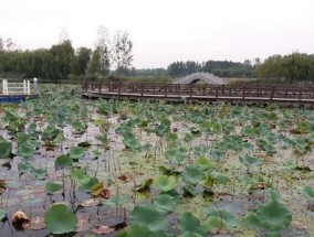 芦苇荡荷花池钓鱼技巧与方法（掌握钓鱼窍门）