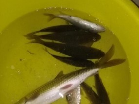 船钓竹鱼的最佳方法和技巧是什么？如何提高钓竹鱼的成功率？
