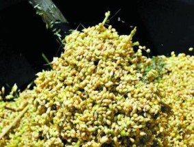 小麦发芽钓鱼技巧（掌握钓鱼利器）