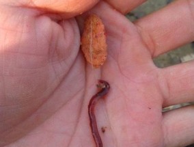 红牛开饵钓鱼技巧大揭秘（掌握红牛开饵）