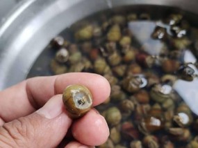 田螺饵料钓鱼技巧教程（提高钓鱼成功率的关键要素与实用技巧）