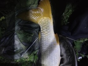 夜钓野河在9至20度的气温下应该注意哪些技巧和方法？