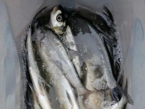 白鱼大师钓鱼技巧有哪些？如何提高钓鱼成功率？