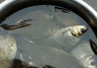 海南野钓大鲫鱼技巧有哪些？如何提高钓获率？
