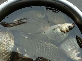 海南野钓大鲫鱼技巧有哪些？如何提高钓获率？