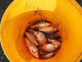 钓冰块的最佳方法和技巧（冰钓指南）