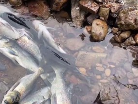 急流中钓鱼技巧（小河流中的高难度钓鱼）