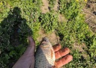 冬季走水河道钓鱼技巧和方法是什么？如何提高钓鱼成功率？