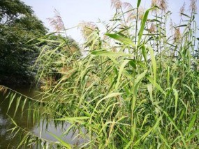 芦苇河钓鱼技巧（掌握芦苇河钓鱼的窍门）