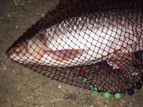 深夜浅水钓鲢鳙秘技（探寻浅水夜钓鲢鳙的技巧与窍门）