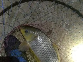 钓鱼技巧用什么饵料好用？如何根据鱼种选择最佳饵料？