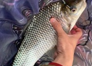 淡水钓鱼入门技巧有哪些？如何快速掌握钓鱼要领？