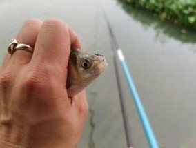 野外蚯蚓钓鱼小技巧法（用蚯蚓钓鱼的技巧和注意事项）