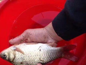 冬天钓鱼技巧教程有哪些？如何提高冬季钓鱼成功率？