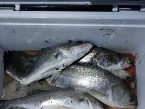 船上钓鲈鱼技巧教程？如何提高钓鲈鱼的成功率？