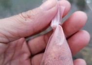 冬天结冰钓鱼打窝技巧是什么？如何有效提高钓鱼成功率？