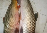 手竿钓野生大鲤鱼技巧（掌握关键，钓到心仪的巨型鲤鱼）