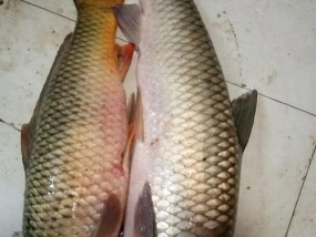手竿钓野生大鲤鱼技巧（掌握关键，钓到心仪的巨型鲤鱼）