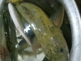 钓鱼人必备的白条饵钓鲶鱼技巧（提高钓鲶鱼成功率的关键是掌握白条饵的使用技巧）