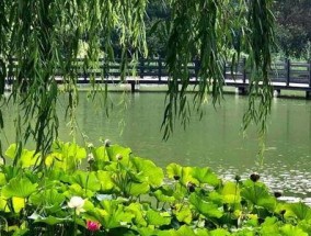 晚夏雨后钓鱼技巧（钓鱼技巧）