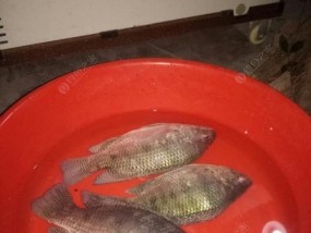 如何提高钓鱼大头鱼的成功率？有哪些必备技巧？