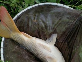 钓大鲤鱼的绝佳方法与技巧（野钓爱好者必备，轻松钓获巨型鲤鱼的秘诀）