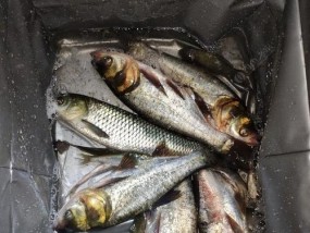 北方5月份野钓大草鱼技巧有哪些？如何提高钓获率？