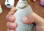 大雾天气钓鱼技巧有哪些？如何在能见度低的情况下提高钓鱼成功率？