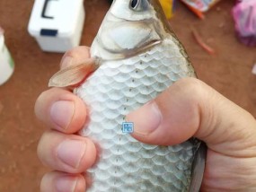 大雾天气钓鱼技巧有哪些？如何在能见度低的情况下提高钓鱼成功率？