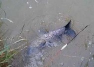 端午节河道钓鱼技巧有哪些？如何提高钓鱼成功率？