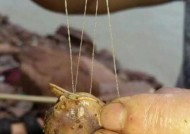 钓鱼钩拴法的技巧与方法（掌握钓鱼钩拴法技巧提高垂钓效果）