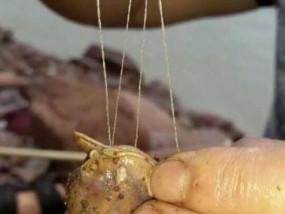 钓鱼钩拴法的技巧与方法（掌握钓鱼钩拴法技巧提高垂钓效果）
