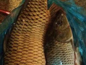 野外野钓鲤鱼技巧教程（提高钓鲤鱼的成功率）