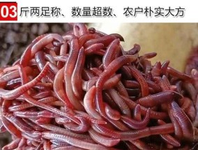 黑龙江活饵钓鱼技巧大揭秘（提升钓鱼成功率的关键点有哪些）