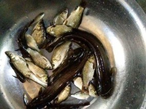 野钓鲶鱼的技巧与配方（掌握钓鱼技巧，轻松捕获美味鲶鱼）