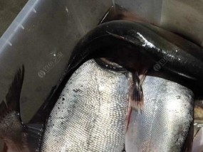 海竿钓鱼技巧揭秘（识别鱼信号，成功大捕一箭双雕）