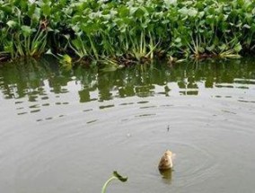 滁州清流河冬季钓鱼技巧（冬季钓鱼技巧分享，让你在滁州清流河畅快钓鱼）