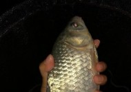 冬天夜钓钓鲫鱼技巧有哪些？如何提高钓鲫鱼的成功率？