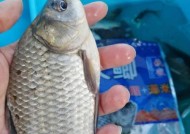 春天野钓鲫鱼打窝技巧是什么？如何有效吸引鲫鱼？