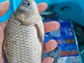 春天野钓鲫鱼打窝技巧是什么？如何有效吸引鲫鱼？