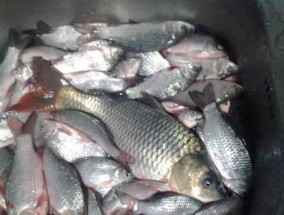 冬天流水钓鲫鱼有哪些技巧？北方冬季钓鱼方法是什么？