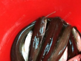 钓鲶鱼浮漂技巧与方法（掌握鲶鱼浮漂钓法，提高钓鲶成功率）