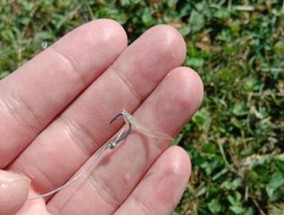 钓鱼技巧鱼口越来越慢怎么办？试试这几招有效方法！