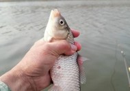 冬天使用长杆钓鱼技巧有哪些？如何应对低温天气？
