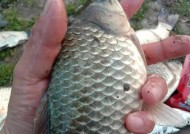 野外垂钓技巧之鲫鱼饵料的选择（提升钓鱼成功率的关键要素与技巧）