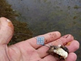 挖草洞钓鱼的技巧（掌握挖草洞钓鱼的窍门）