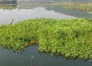 寒露季节野河钓鱼技巧是什么？如何提高钓获率？