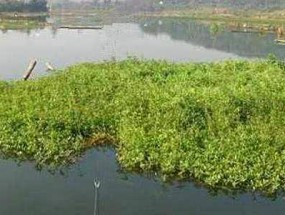 寒露季节野河钓鱼技巧是什么？如何提高钓获率？