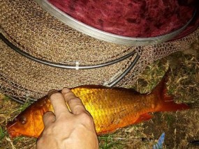如何掌握钓鱼倒竿的技巧？倒竿钓鱼常见问题有哪些？