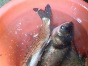 红水河野钓鲢鳙技巧（捕获丰富鱼群的秘诀）